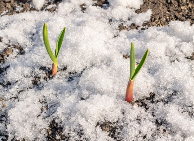 Planta verde que crece a través de la nieve