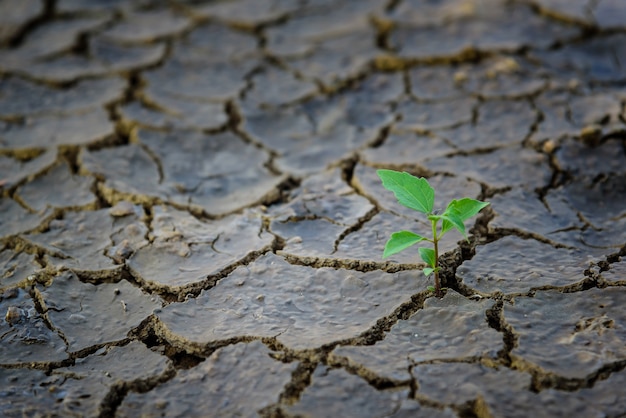 Planta verde que crece a través de suelo muerto.