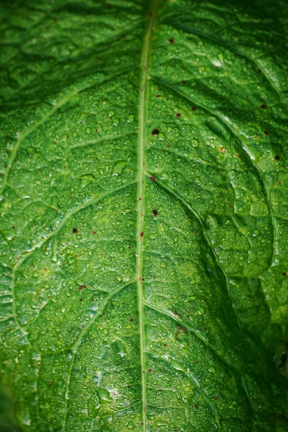 La planta verde sale en la montaña en la naturaleza.