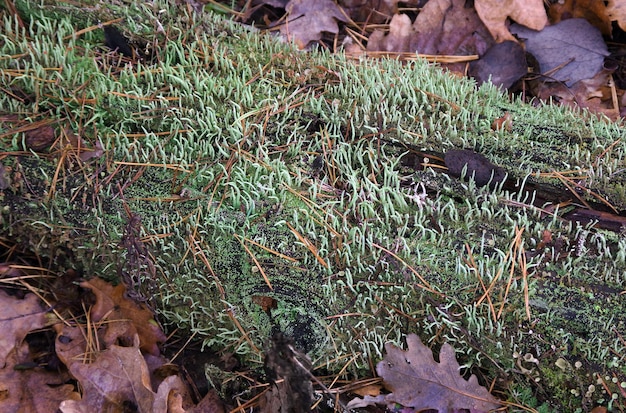 Foto una planta verde con una serpiente negra en ella