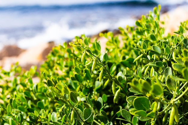 Una planta verde sobre el fondo de las piedras marinas y el mar para el diseño