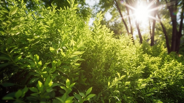 Una planta verde con el sol brillando a través de ella.