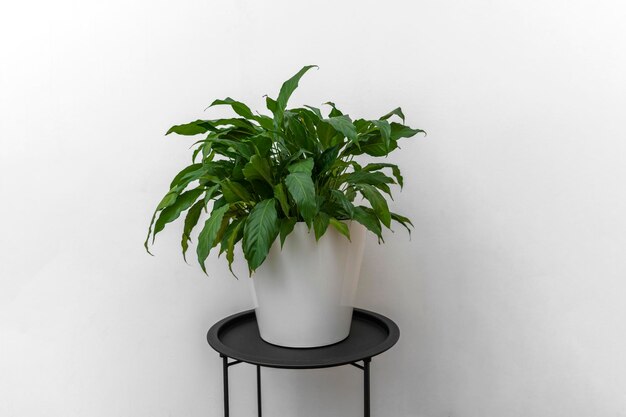 Una planta verde spathiphyllum en una maceta blanca de pie sobre la mesa negra