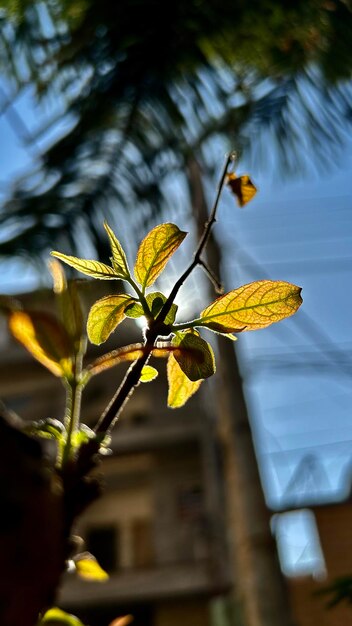 Foto una planta verde su hoja con la palabra deja los baños a la luz del sol