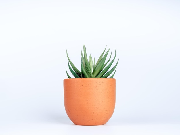 Planta verde suculenta o aloe vera en una pequeña maceta redonda de terracota aislada en fondo blanco.