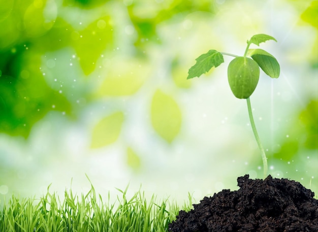 Planta verde en el suelo, vista cercana