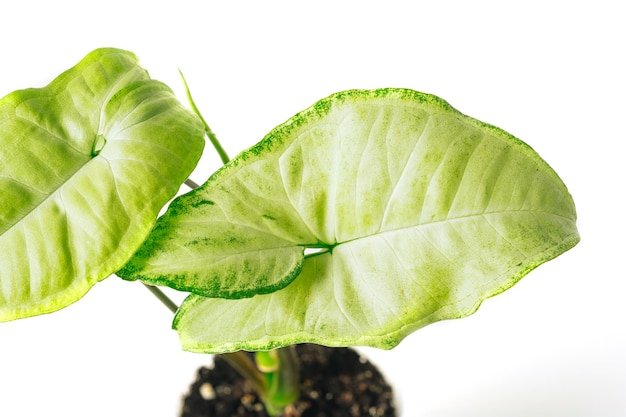 Planta verde Syngonium sobre fondo blanco primer plano Concepto de planta casera Textura de hojas de flores