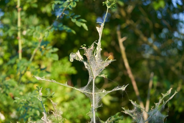 Planta verde en la telaraña