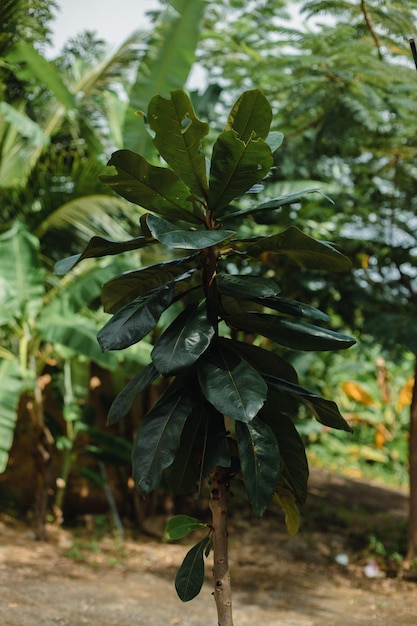 Planta verde tropical exótica mordedura de árbol enfermo por insectos