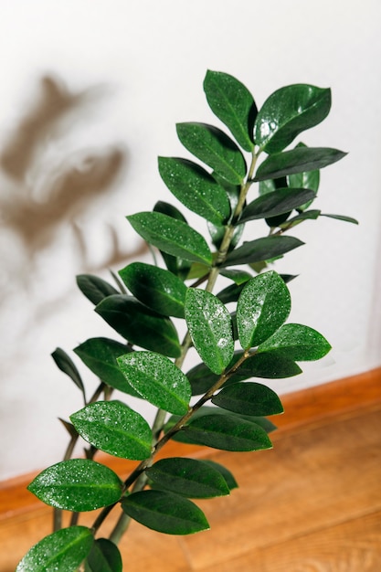 Planta verde Zamioculcas en maceta