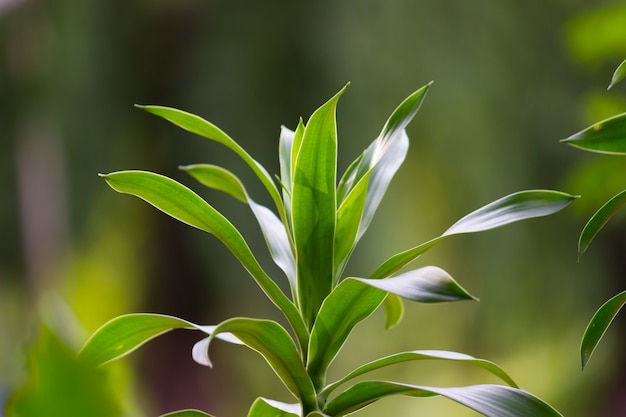 Foto planta verde