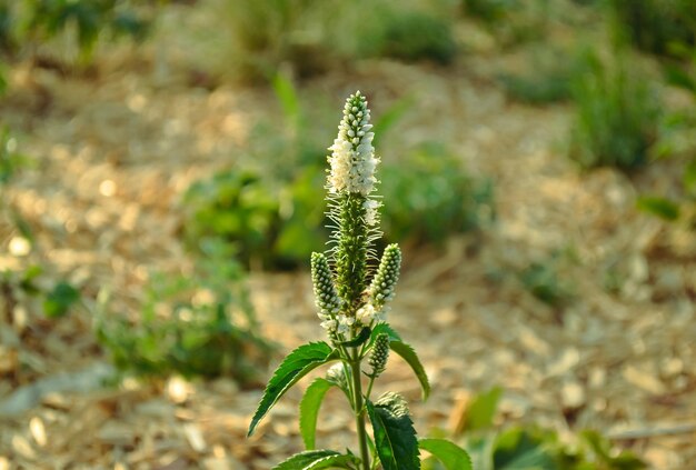 Foto planta de veronica longifolia con flores blancas y hojas verdes de cerca