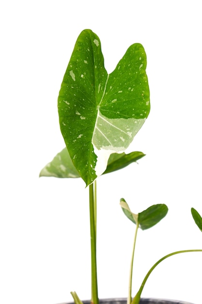 Planta de vía láctea Colocasia sobre fondo blanco, aislamiento de planta de interior