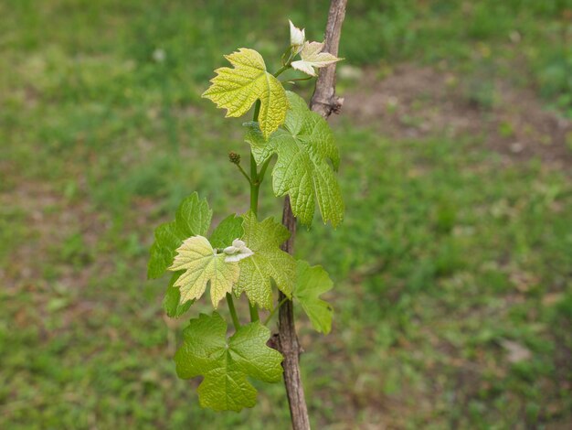 Planta de vid Vitis vinifera