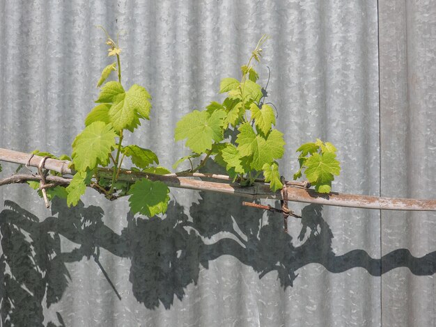 Planta de vid Vitis