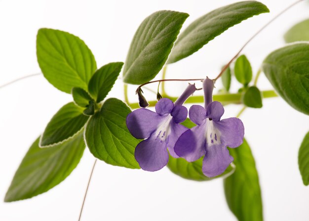 Planta de violeta africana falsa con flores azules brillantes contra un fondo blanco