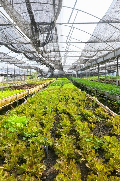 Planta vivero de verduras de casa verde Ensalada verde cultivo de hojas verdes concepto de granja orgánica