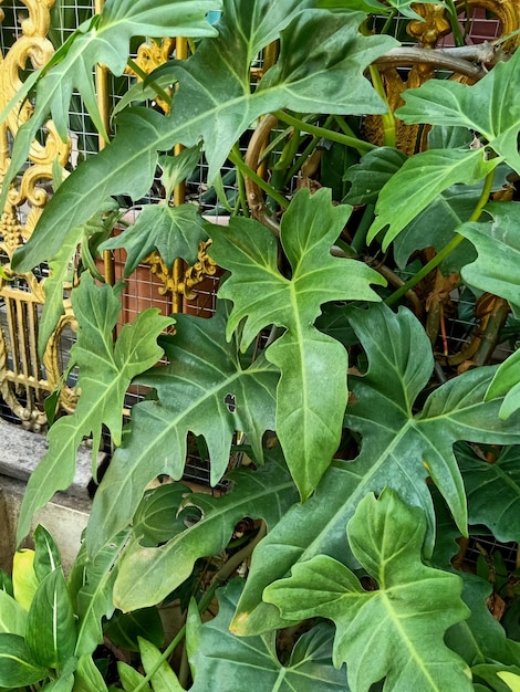 Una planta de xanadu con hojas verdes y un letrero dorado detrás