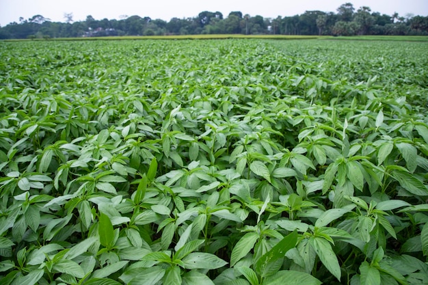 Planta de yute crudo verde en el campo Concepto de agricultura