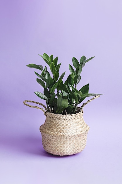 Planta Zamioculcas ou zamiifolia zz em uma panela de vime em um fundo roxo pálido