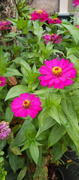 Planta de zinnia común una hermosa flor tomada desde un ángulo de primer plano