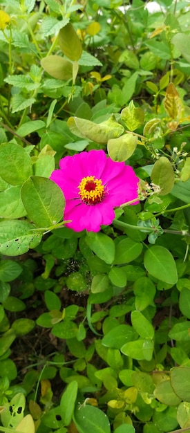 Planta de zinnia común hermosas flores rojas tomadas en primer plano