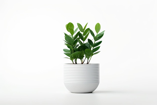 Planta ZZ en una olla elegante aislada sobre un fondo blanco