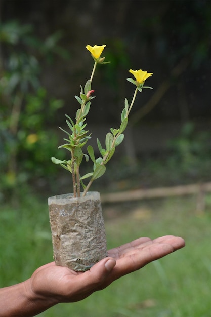 Una planta