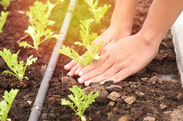 plantação à mão no conceito de fazenda como amor e salvar o mundo