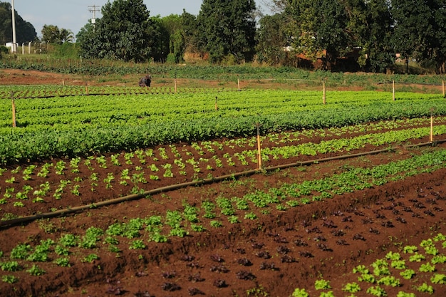 Plantação com vários vegetais em uma tarde ensolarada