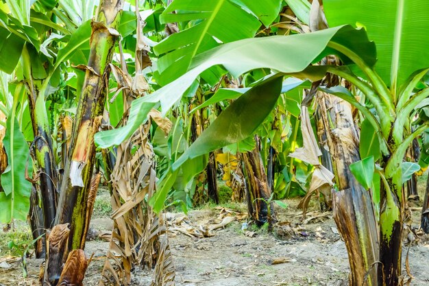 Plantação das bananeiras verdes no verão