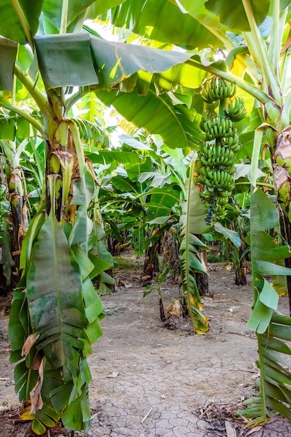 Plantação das bananeiras verdes no verão