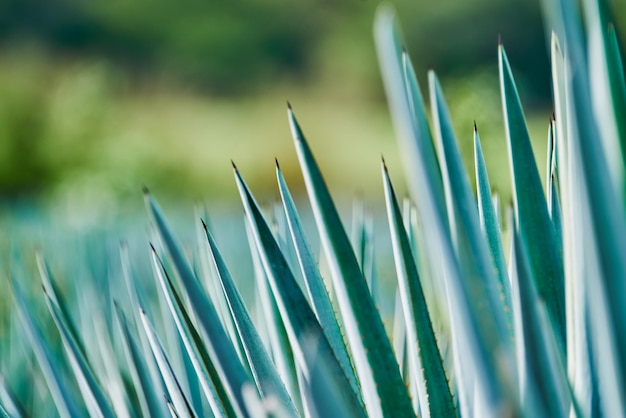 Plantação de agave azul no campo para fazer o conceito de tequila indústria da tequila