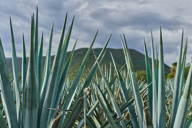 Foto plantação de agave azul no campo para fazer tequila conceito indústria da tequila