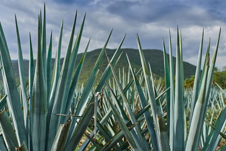 Foto plantação de agave azul no campo para fazer tequila conceito indústria da tequila