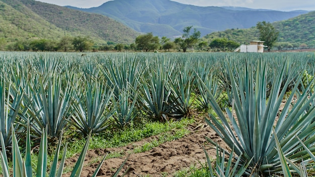 Plantação de agave azul no campo para fazer tequila conceito indústria da tequila