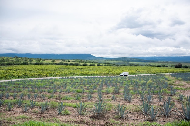 Plantação de agave verde mexicana