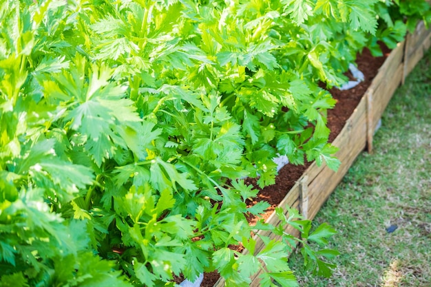 Plantação de aipo verde fresco em fazenda de vegetais orgânicos