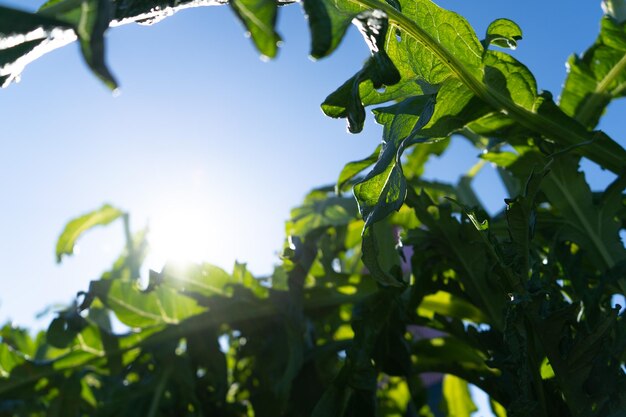 Plantação de alcachofras Papel de parede de algumas plantas com o sol atravessando suas folhas