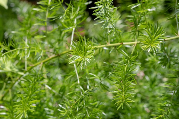 Plantação de alecrim em um jardim