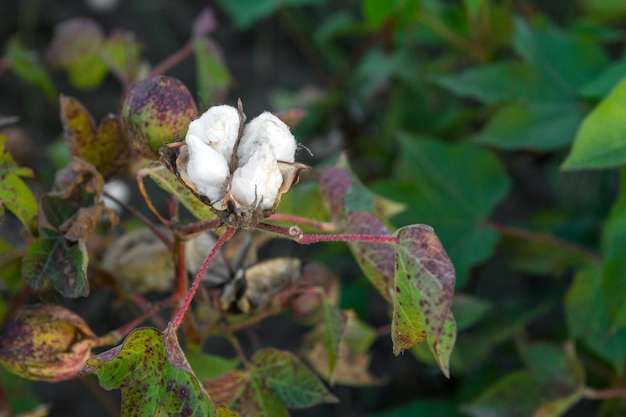 Plantação de algodão, campo agrícola