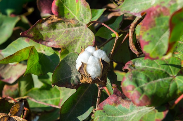 Plantação de algodão, campo agrícola