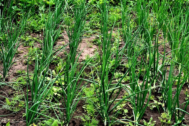 Plantação de alho-poró Verduras frescas no quintal Agricultura