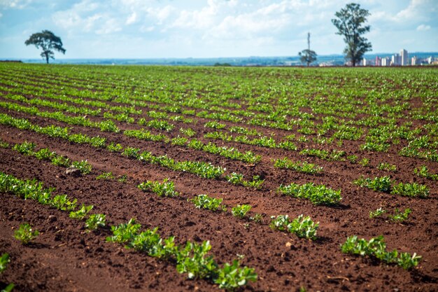 Plantação de amendoim