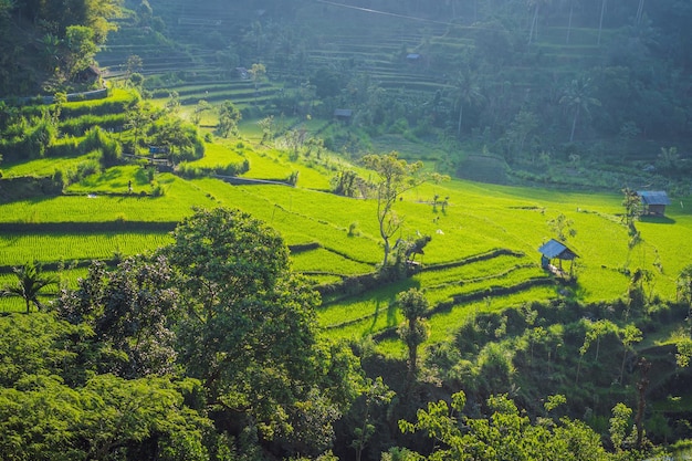 Plantação de arroz em cascata verde em bali indonésia