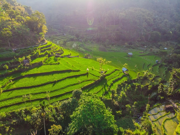 Plantação de arroz em cascata verde em Bali Indonésia