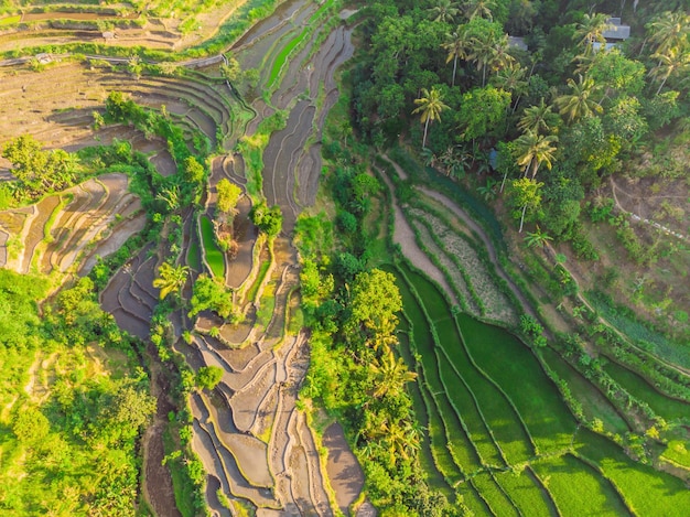 Plantação de arroz em cascata verde em Bali Indonésia