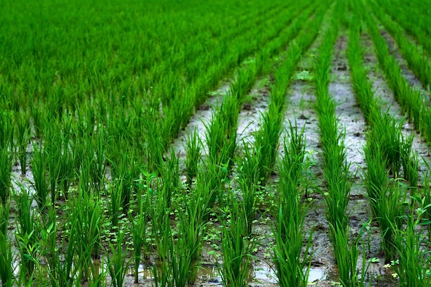 Plantação de arroz verde jovem