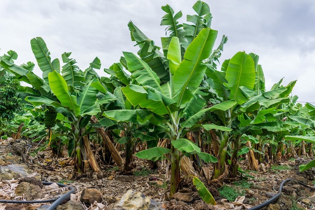 Plantação de banana, bananas verdes nas árvores