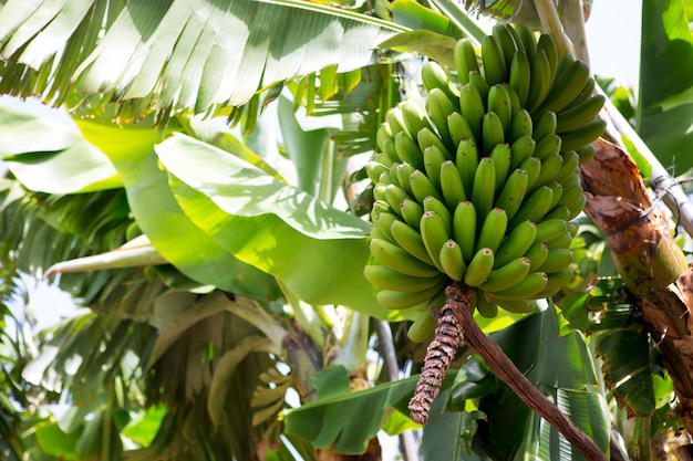 Plantação de banana das Canárias Platano em La Palma